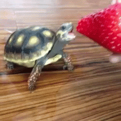 Image result for turtles gif