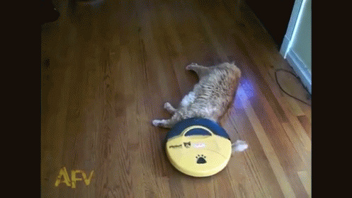 cat loves roomba she s all clean now gif americasfunniestvideos
