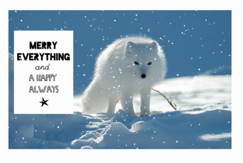 white stuff festive fox