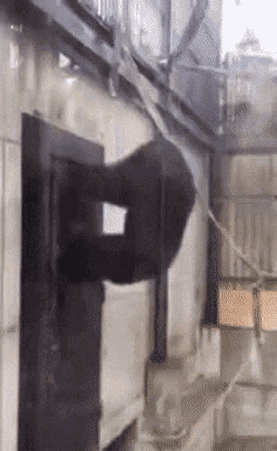 Monkey Escape Gif Monkey Escape Letmeout Discover Share Gifs Monkey Escape Gif Monkey Escape Letmeout Discover Share Gifs