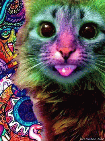 Groovy Cat Gif Groovy Cat Colors Discover Share Gifs Groovy Cat Gif Groovy Cat Colors Discover Share Gifs