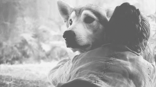 Wolf Pet GIF - Wolf Pet GoT - Discover & Share GIFs