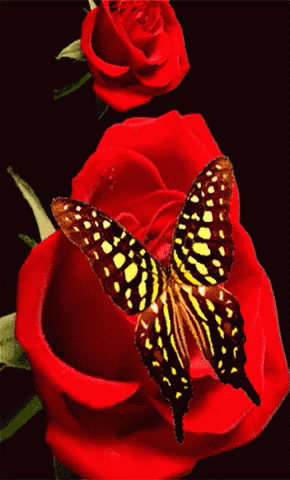 Roses Butterfly GIF - Roses Butterfly Flowers - Descubre ...
