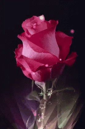 rosas flower gif rosas flower discover share gifs