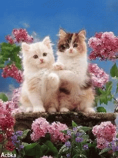Cat Roses GIF - Cat Roses Sweet - Descubre & Comparte GIFs