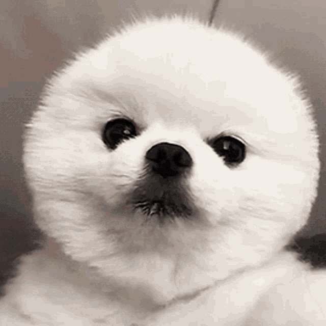 Dog Cute GIF Dog Cute Puppy Discover & Share GIFs