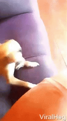 Crazy Dog GIFs Tenor Crazy Dog GIFs Tenor