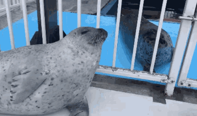Seal Clapping GIF - Seal Clapping Animals - Discover ...