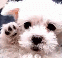 Byee Dog Cute GIF - Byee Bye DogCute - Discover & Share GIFs
