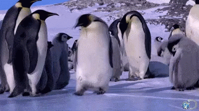 Nope GIF - EmperorPenguin Fall Slide GIFs