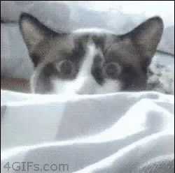 Resultado de imagem para gif escondido na floresta