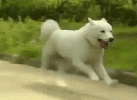 Dog Running GIF - Dog Running Coming - Discover & Share GIFs
