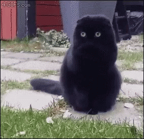Cat Fluffy GIF - Cat Fluffy Silly - Discover & Share GIFs