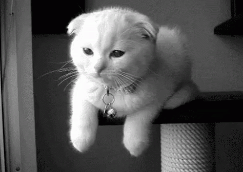 wink winking gif wink winking cat discover share gifs