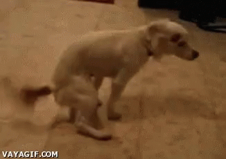 dog and kid dancing