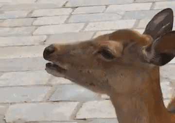 Screaming Deer GIF - Deer Scream Funny GIFs