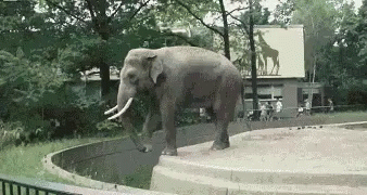  Gajah  Bonbin GIF  Gajah  KebunBinatang Lempar Discover 