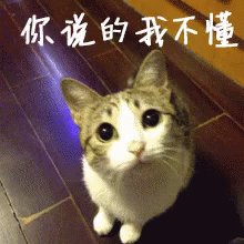 元のgif 猫 アニメ画像について 元のgif 猫 アニメ画像について
