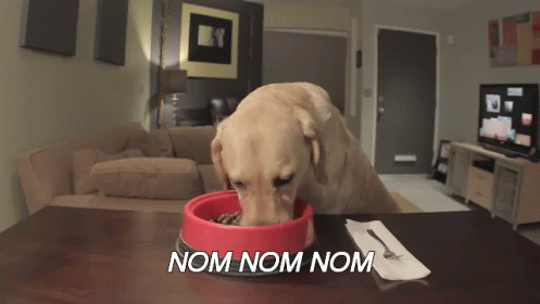  Dog Food GIFs Tenor