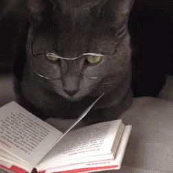 Cat Reading GIF - Cat Reading Kitten - Discover & Share GIFs