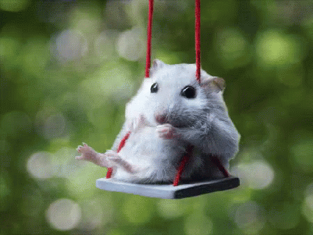 Hamster On Swing GIF - Hamster HamsterSwinging HamsterSwing GIFs