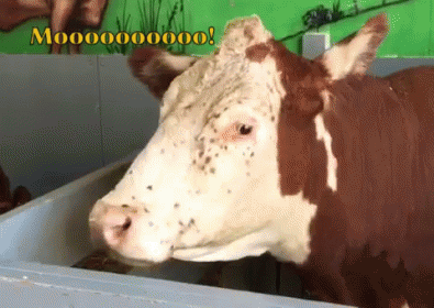 Topsfield Fair Cow GIF - Cow Moo - Discover & Share GIFs