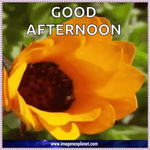 Good Afternoon Bloom GIF - GoodAfternoon Bloom Blooming - Discover ...
