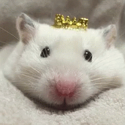 Rats Queen Rat GIF - Rats QueenRat Queen - Discover & Share GIFs