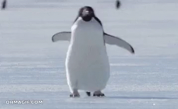 Penguin Omw GIF - Penguin Omw Running - Discover & Share GIFs