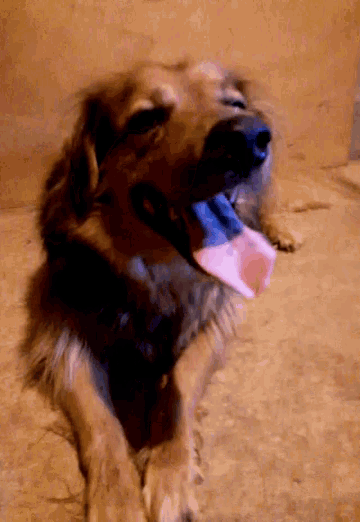  Dog Tongue GIFs Tenor