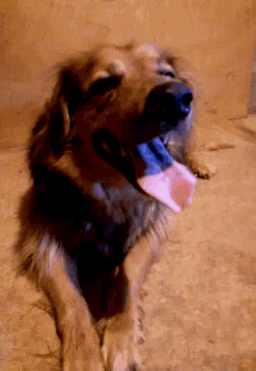 Dog Tongue GIFs Tenor Dog Tongue GIFs Tenor