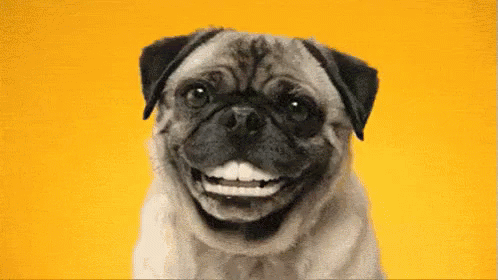 Pug With Human Teeth GIF Teeth FunnyTeeth Pug Discover Pug With Human Teeth GIF Teeth FunnyTeeth Pug Discover