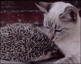 Cat Snuggle GIF - Cat Snuggle Hedgehog - Discover & Share GIFs