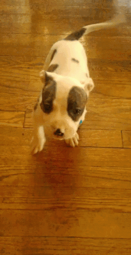 pit puppy playing cute love gif