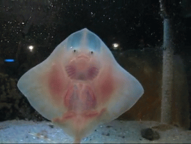 baby manta ray dancing