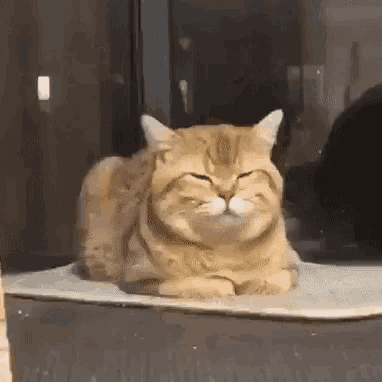 Cat Shocked GIF - Cat Shocked Startled - Discover & Share GIFs