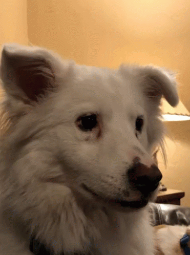 Doggy Style Animated Gif 1 Doggy Style Animated Gif 1