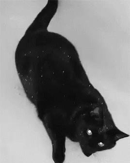 Glitter Cat GIFs | Tenor
