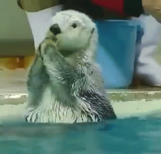 Otter GIFs | Tenor
