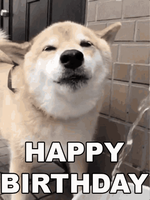 Happy Birthday Gif Doge | Morsodifame Blog