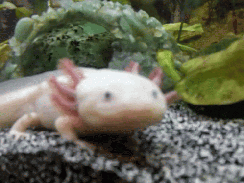 35 Trends For Cute Smiling Gif Axolotl Lee Dii