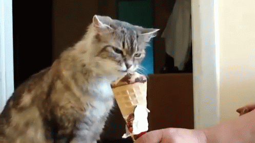 Cat Eating Ice Cream, And She Loves It. GIF - Cute Cat ...