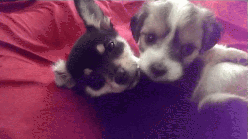 Puppies kissing gif