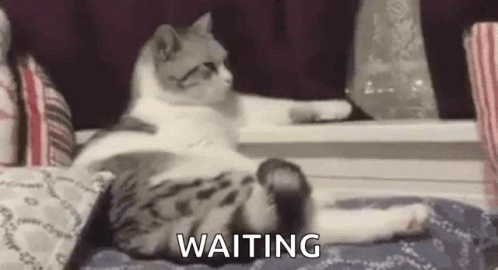 Lazy Cat GIF - Lazy Cat Waiting - Discover & Share GIFs
