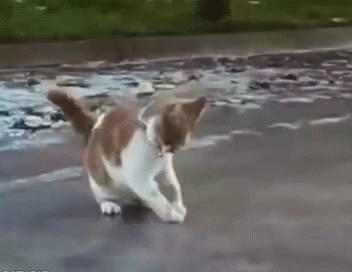 Slipping On Ice Cats GIF - SlippingOnIce Cats Funny - Discover