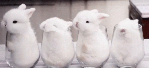 Bunny Rabbit Gif Bunny Rabbit Discover Share Gifs - vrogue.co