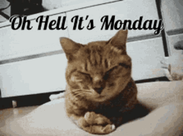Monday Mondays GIF - Monday Mondays - Discover & Share GIFs