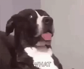 What Dog GIF - What Dog - Discover & Share GIFs