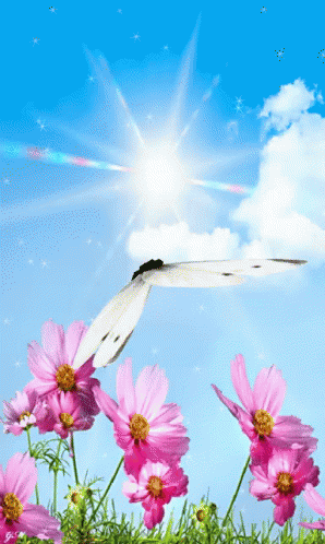 Auguri Butterfly GIF - Auguri Butterfly Flowers - Discover ...