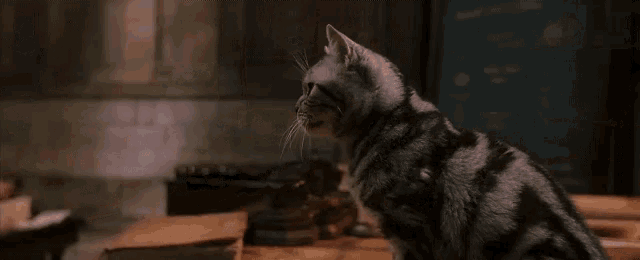 harry potter McGonagall gif ile ilgili görsel sonucu
